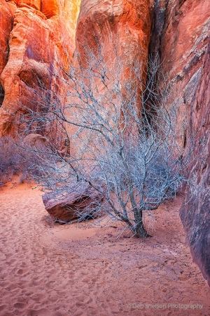 Canyon_and_Pinyon_Inside_Arches_National_Park_Utah