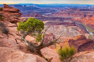 Juniper_at_Rim_of__Dead_Horse_Canyon_Utah