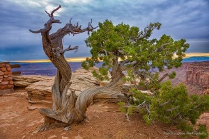 Juniper_on_the_Rim_of_Buck_Canyon_in_Canyonlands_National_Park_Utah
