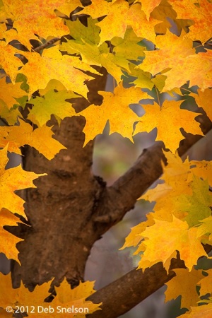 Autumn-on-Monticello-Trail-Charlotttesville-Virginia