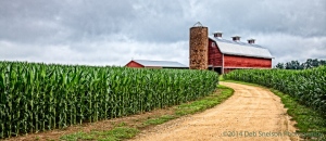 Barn-and-corn-fields-at-Westover-Plantation-Charles-City-VA