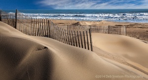 Little-Island-Beach-Sandbridge-Virginia-dunes