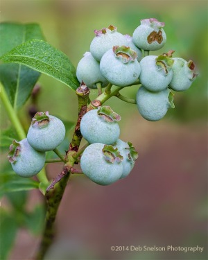 Ripening-blueberry-cluster-Montpelier-Virginia