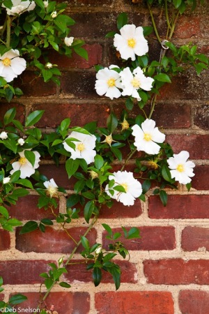University-of-Virginia-Rotunda-spring-walls