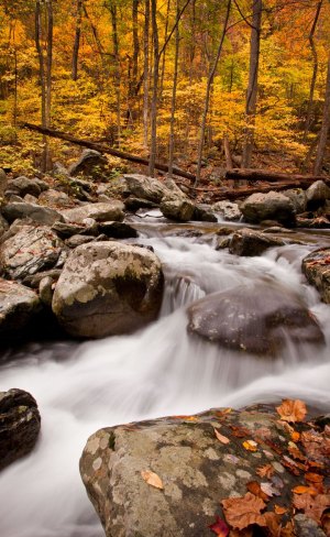 White-Oak-Canyon-golden-river