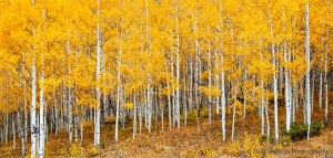 Aspen-Grove-Maroon-Creek-Valey-Colorado