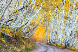 Aspen-gold-Lost-Dollar-Rd-Colorado