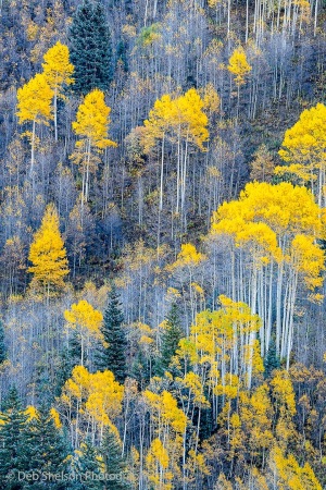 Colorado-Aspens-in-Autumn