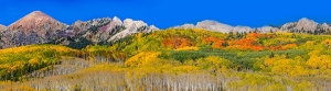Kebler-Pass-Autumn-Aspen-Grove