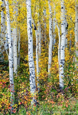 McClure-Pass-Aspen-Grove-Colorado