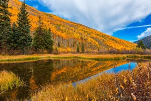 Reflection-of-Aspen-Gold-near-Ashcroft-Colorado