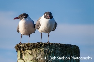 Chincoteague-Island-Two-Terns-Virginia-Eastern-Shore