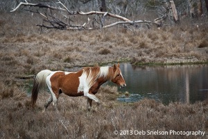 Chincoteague-Pony-Assateague-National-Wildlife-Refuge-Chincoteague-Island-Virginia-Eastern-Shore-Marsh-Seashore-tranquility