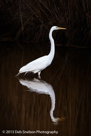 Great-White-Heron-Assateague-National-Wildlife-Refuge-Chincoteague-Island-Virginia-Eastern-Shore-Marsh-Seashore-tranquility