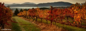 Autumn on the Vine