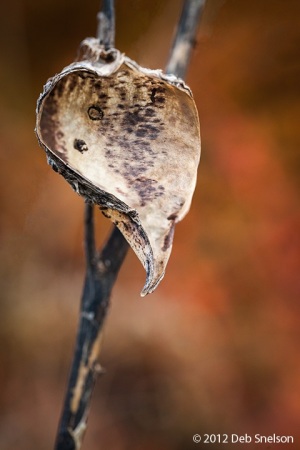 Fall-Milkweed-pod-Delaware-Water-Gap-Hidden-Lake-Pennsylvania-October-2012