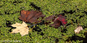 Hidden-Lake-Delaware-Water-Gap-Pennsylvania-Dawn-Fall-foliage-duckweed-October-2012-Autumn