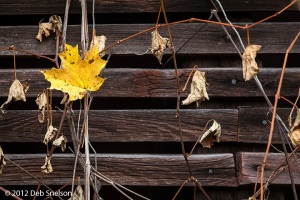 Millbrook-Village-shed-detail-Delaware-Water-Gap-New-Jersey-Fall-foliage-October-2012-Autumn-NJ