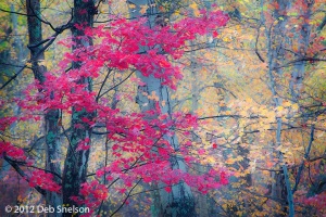 Scarlet-tree-Worthington-Nat-Forest-Delaware-Water-Gap-New-Jersey-Fall-foliage-October-2012-Autumn-NJ