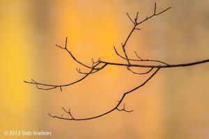 Silhouette-Tree-Branch-Worthington-Nat-Forest-Delaware-Water-Gap-New-Jersey-Fall-foliage-October-2012-Autumn-NJ