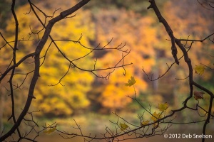 Silhouette-Tree-Worthington-Nat-Forest-Delaware-Water-Gap-New-Jersey-Fall-foliage-October-2012-Autumn-NJ-2