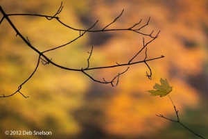 Silhouette-Tree-Worthington-Nat-Forest-Delaware-Water-Gap-New-Jersey-Fall-foliage-October-2012-Autumn-NJ-3