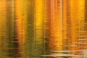 Golden Reflection