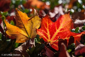 c24-Backlit-Fall-Foliage-Charlottesville-Virginia-autumn