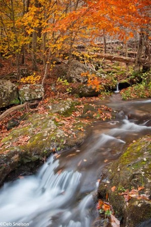 c4-Along-Dark-Hollow-Falls-trail-Shenandoah-National-Park-SNP-Skyline-Drive-Virginia-Autumn