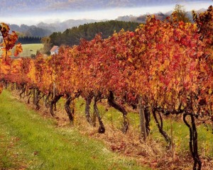 Fall Vines