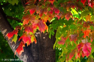c57-Fall-Foliage-Charlottesville-Virginia-Autumn