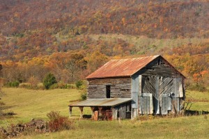 Golden Hills