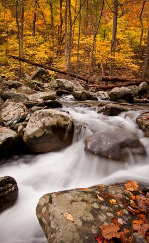 c94-White-Oak-Canyon-Shenandoah-National-Park-golden-river-Autumn