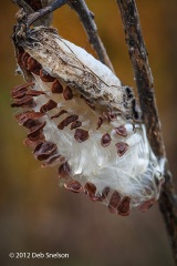 Fall-Milkweed-Pod-Delaware-Water-Gap-Hidden-Lake-Pennsylvania-October-2012-1