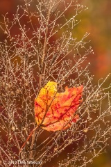 Hidden-Lake-Delaware-Water-Gap-Pennsylvania-Dawn-Fall-foliage-October-2012-Autumn-4