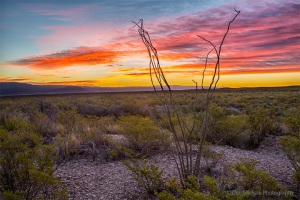Ocotillo_and_Sunrise_Chihuahau_Desert_Big_Bend_Park_Texas