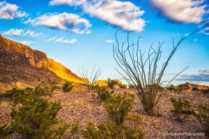 Ocotillo_and_the_Sierra_Ponce_Mtns_Big_Bend_Park_Texas