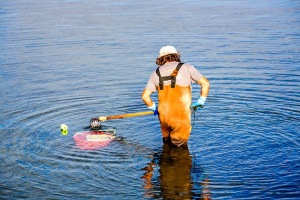 Clamming-off-Bridge-Street-Chatham-Cape-Cod-Massachusetts