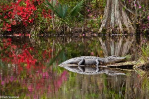 Alligator-Magnolia-Gardens-Charleston-SC-South-Carolina-2