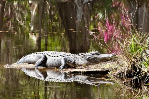 Alligator-Magnolia-Gardens-Charleston-SC-South-Carolina