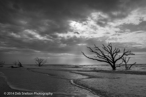 Botany-Bay-Edisto-Island-Boneyard-lone-tree-South-Carolina-Charleston