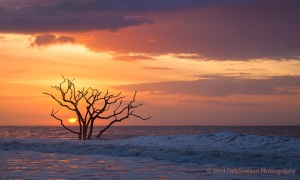 Botany-Bay-Edisto-Island-Sunrise-Boneyard-lone-tree-South-Carolina-Charleston