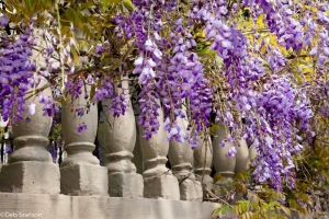 Charleston-SC-South-Carolina-Battery-Historic-Area-Wisteria-2