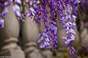 Charleston-SC-South-Carolina-Battery-Historic-Area-Wisteria