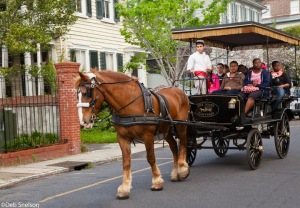 Charleston-SC-South-Carolina-Horse-Carriage-Tours