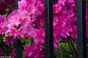 Charleston-SC-South-Carolina-Washington-Square-Park-azaleas