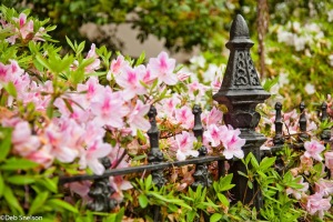 Charleston-SC-South-Carolina-wrought-iron-and-azaleas