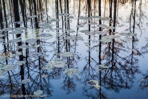 Contemplative-Morning-Cypress-Garden-Charleston-South-Carolina