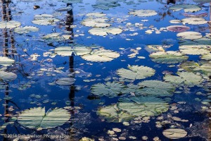 Lily-pads-at-Cypress-Gardens-Sunrise-Reflections-Charleston-South-Carolina