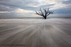 Lone-tree-Botany-Bay-Sunrise-Boneyard-Edisto-Island-South-Carolina-Charleston